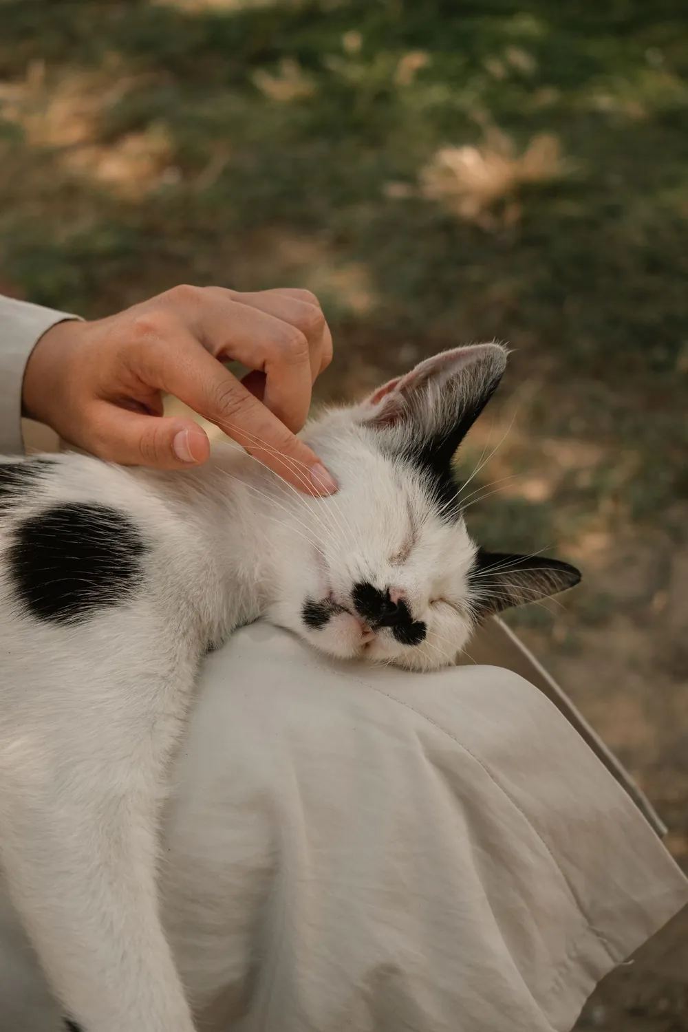 Gato recebendo carinho com cuidado e atenção